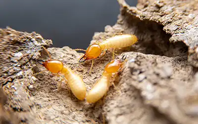 Do Termites Bite? in your area